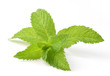 mint