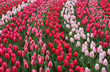 Keukenhof garden red tulips