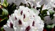 Rhododendron