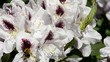 Rhododendron