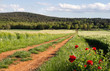 Path to the forest. Path to the forest.