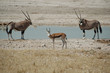 Photo: Oryx am Wasserloch Oryx am Wasserloch