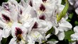 Rhododendron
