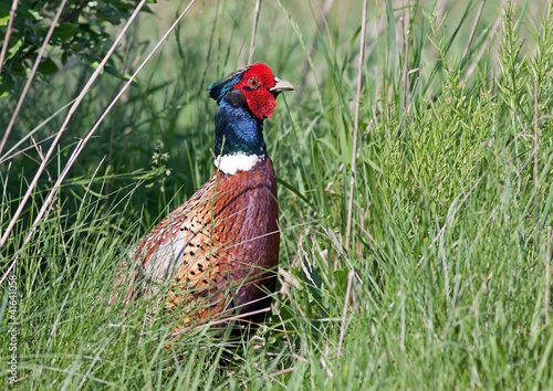Photo: Ring-necked Pheasant Ring-necked Pheasant