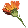 calendula