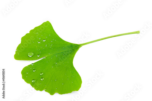 Photo: ginkgo leaf ginkgo leaf