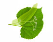 Linden