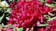 Rhododendron