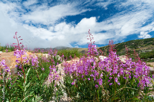 Photo: Colorado Wildflowers Blooming in Summer Colorado Wildflowers Blooming in Summer