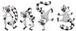 lemurs
