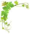 coin de vigne