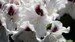 Rhododendron