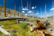 Foto: After the Forest Fire After the Forest Fire