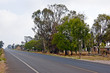 carretera con arboles