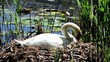 cigno nido stagno lago cignus anatide cigno nido stagno lago cignus anatide