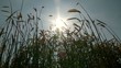 Getreide und Sonne