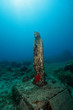 madonna del mare isola d'Elba