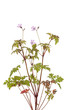 geranium