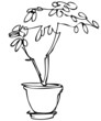 a sketch room plant flower in a pot