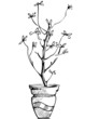 a sketch room plant flower in a pot