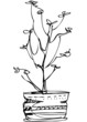 a sketch room plant flower in a pot