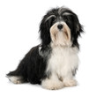 Cute sitting Bichon Havanese puppy dog