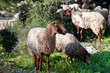Sheep .