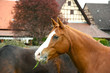 Pferdeblick