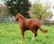 Galopp auf der Weide