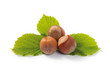Hazelnuts and leaf Composition Hazelnuts and leaf Composition