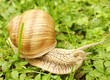 Photo: snail snail