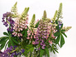 lupinus