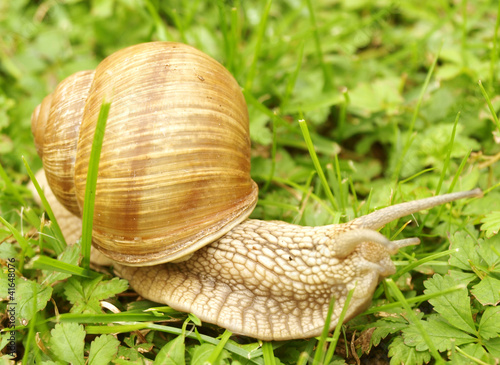 Photo: snail snail