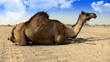 Camel and her son sitting on the desert road Camel and her son sitting on the desert road