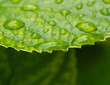 Waterdrops