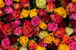 Flowers. Colorful roses background