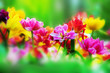 Colorful flowers in sunny spring garden, close up