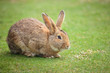 Easter rabbit on fresh green grass
