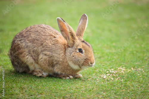 Photo: Easter rabbit on fresh green grass Easter rabbit on fresh green grass