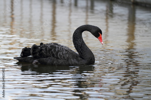Photo: 黒鳥 黒鳥