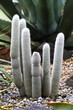 シャボテン