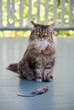 Cat with dead mouse on patio