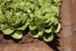 Green Lettuce Heads in the Field Green Lettuce Heads in the Field