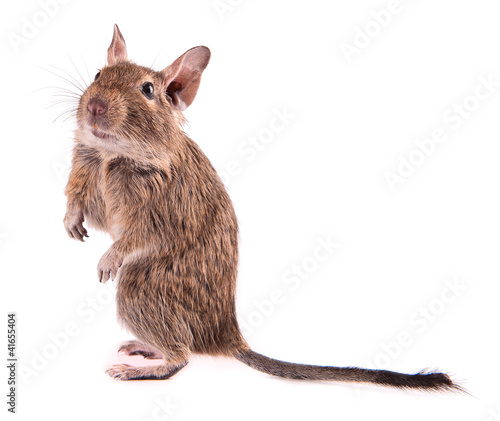 Photo: Degu Degu