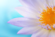 Lotus closeup