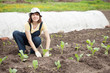 woman planting cabbage seedling