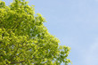 fresh green and blue sky
