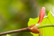 linden bud