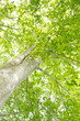 Beech canopy