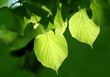 green foliage glowing in sunlight green foliage glowing in sunlight